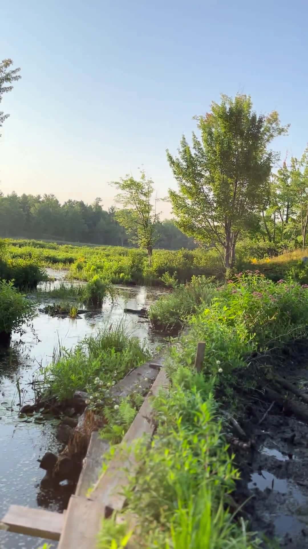 Cover for Nature hack: crossing a footbridge built on a beaver dam 🦫🌲 #HikingAdventures #Backcountry #NatureLovers