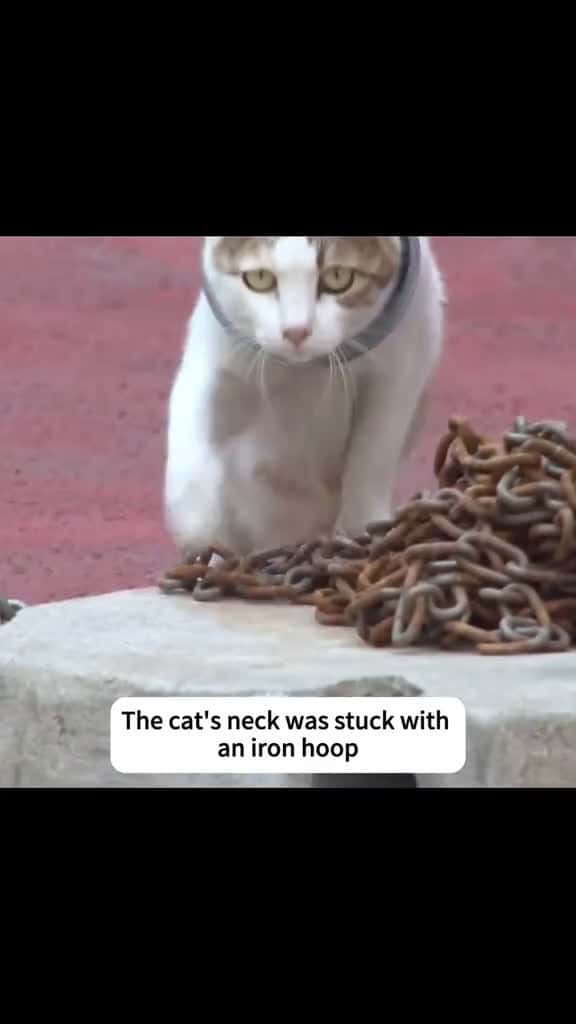 Cover for rescue cat fyp tiktok 92398 #shortvideosscoopz