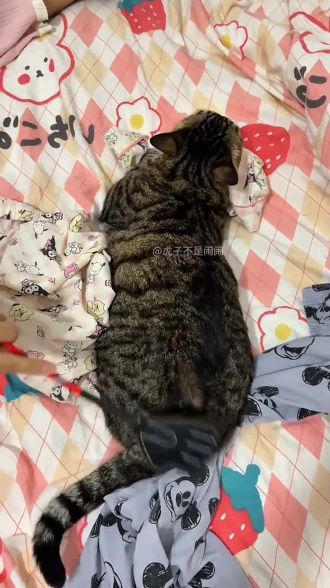 Cover for cute 🥰cat 😺