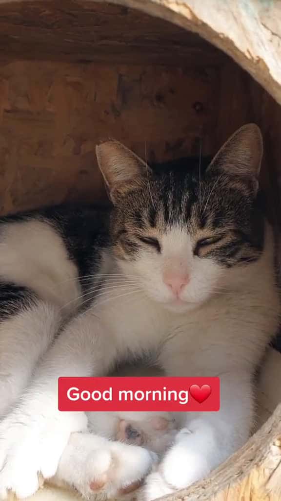 Cover for Good morning#catsoftiktok #foryou