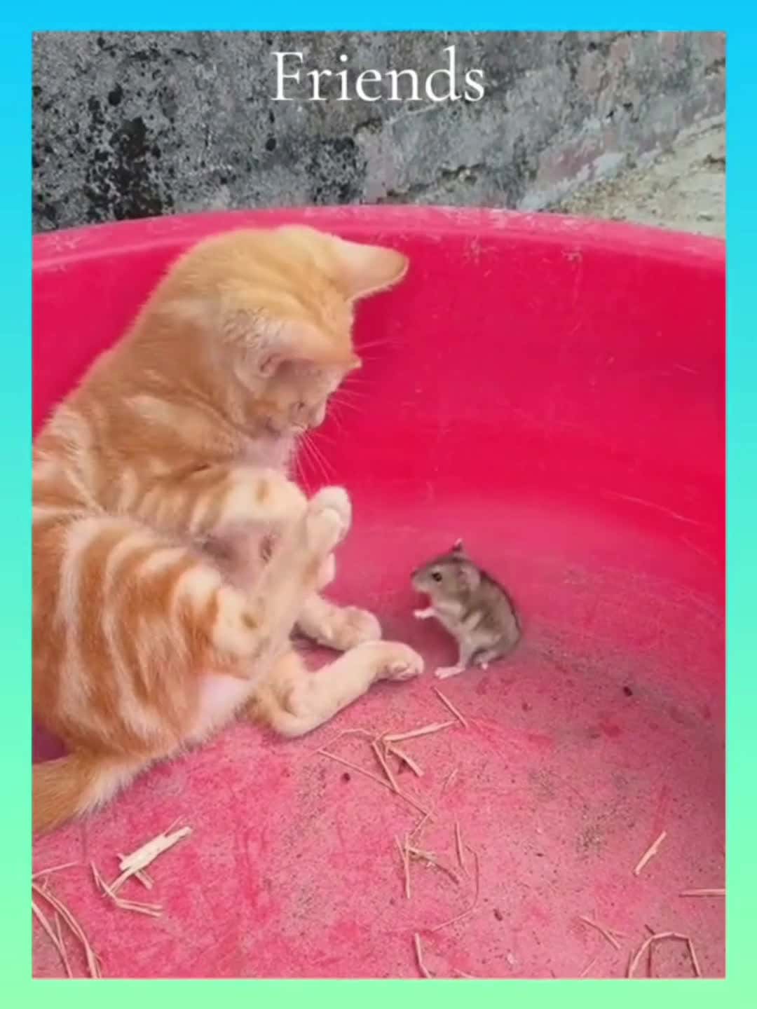 Cover for #hahaha😂😂😂 #funnyvideos🤣😂😆😅 #humor #cat #hamster