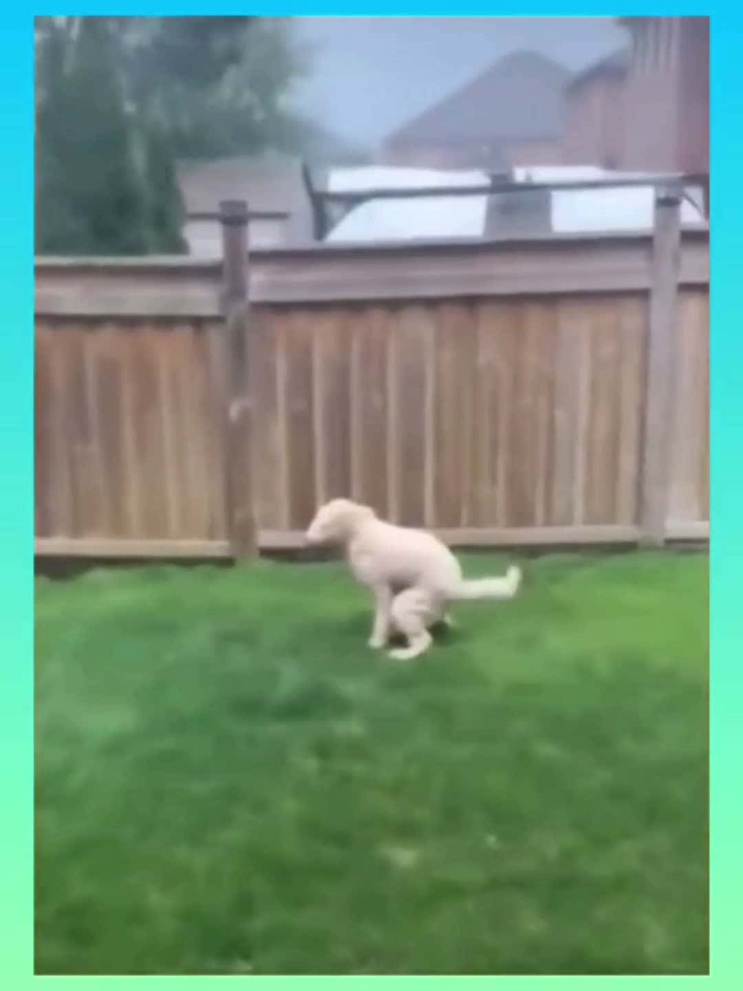 Cover for #hahaha😂😂😂 #funnyvideos🤣😂😆😅 #humor #dog #funnydog