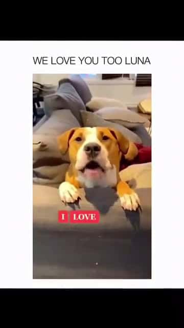 Cover for Funny and cute dogs compilation #funnydog #cutedog #dogoftiktok #doglover #dog #dogoftiktok #foryoupage #funnypet #doggo #talkinganimals #foryoupagereels #funnyanimals #foryou 840