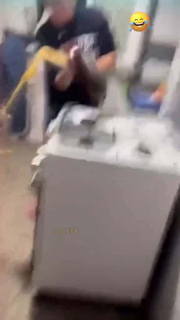 Cover for Cooking failed Entertainment practical Tiktok Funny Purely lnteresting funnyprankvideos fu 46318 #america