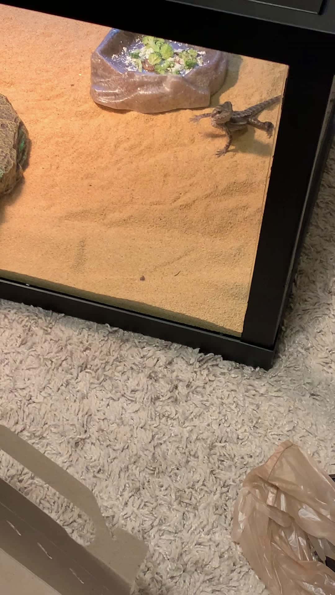 Cover for Meet RANGO  our Bearded Dragon 🐉 newest Family member says Hello 👋 🐉Zeus Loves him🐾🐕‍🦺🥺🌺🖤🌺
