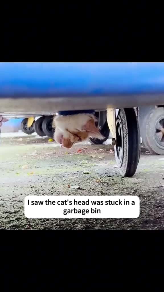 Cover for rescue cat catsoftiktok tiktok fyp 26702 #shortvideos