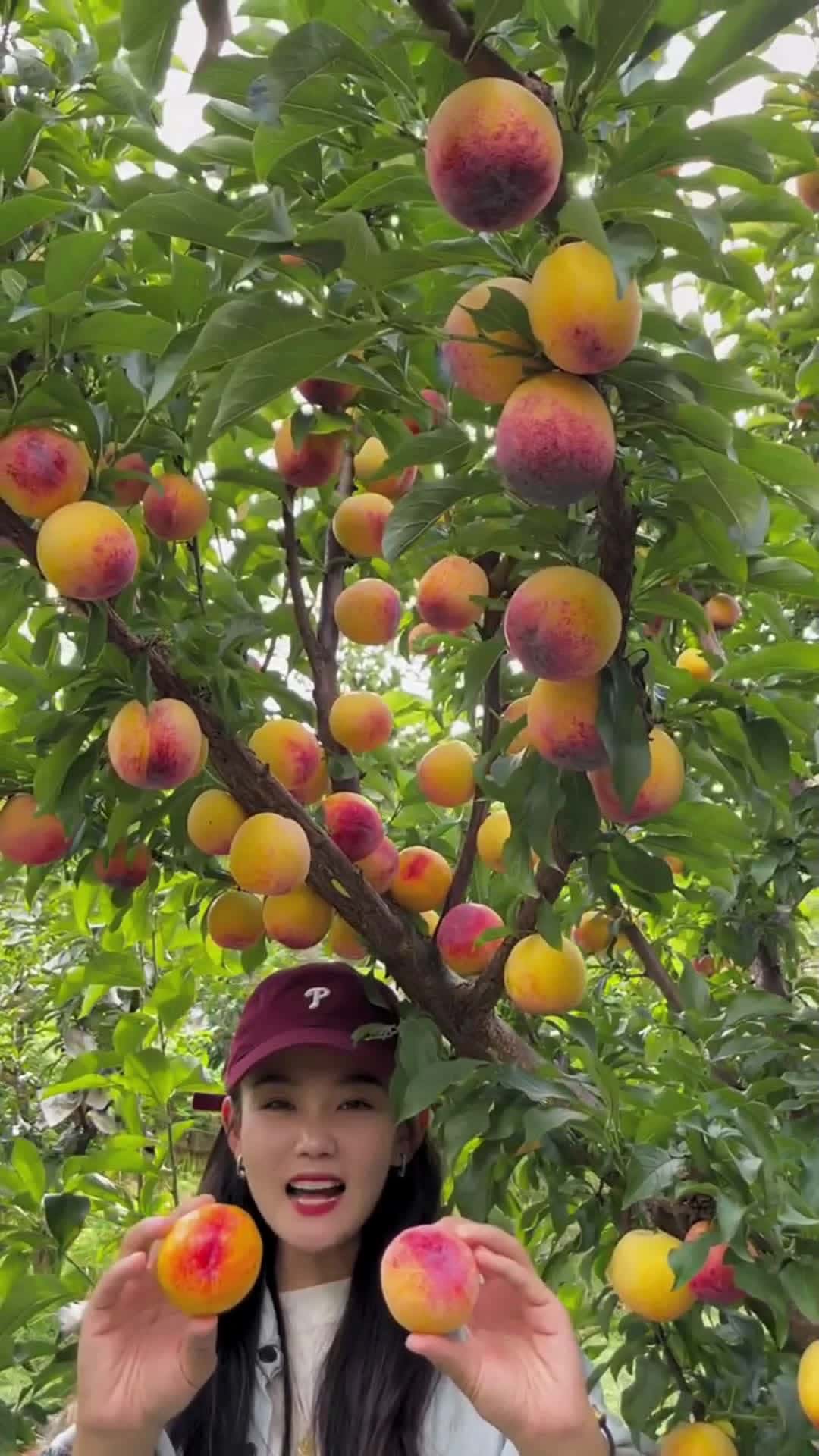 Cover for fruit 🍑