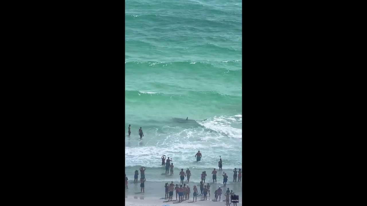 Cover for Shark, stingray fight off coast of Florida beach