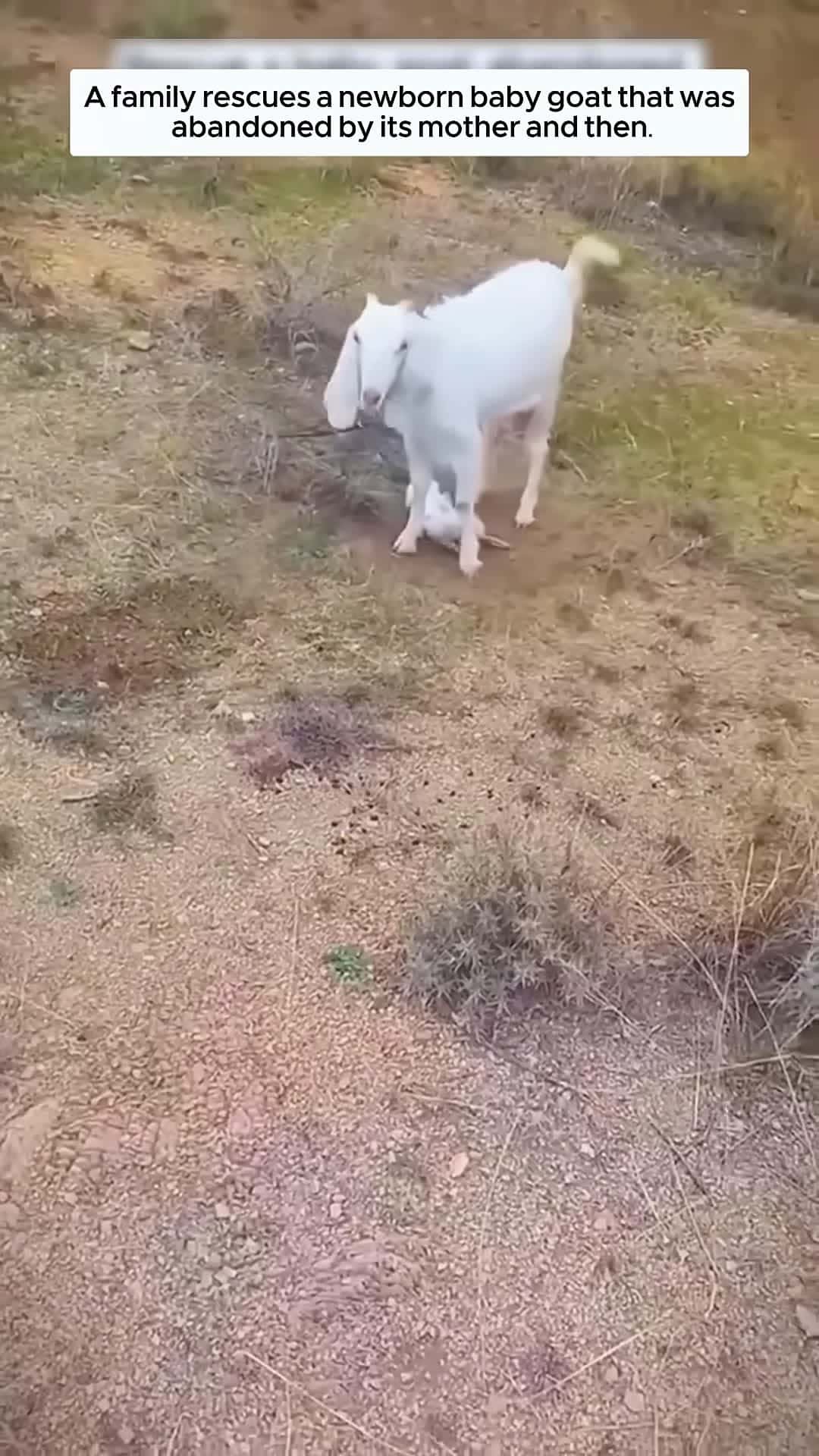 Cover for A family rescues a newborn baby goat that was abandoned by its mother and then animalshorts