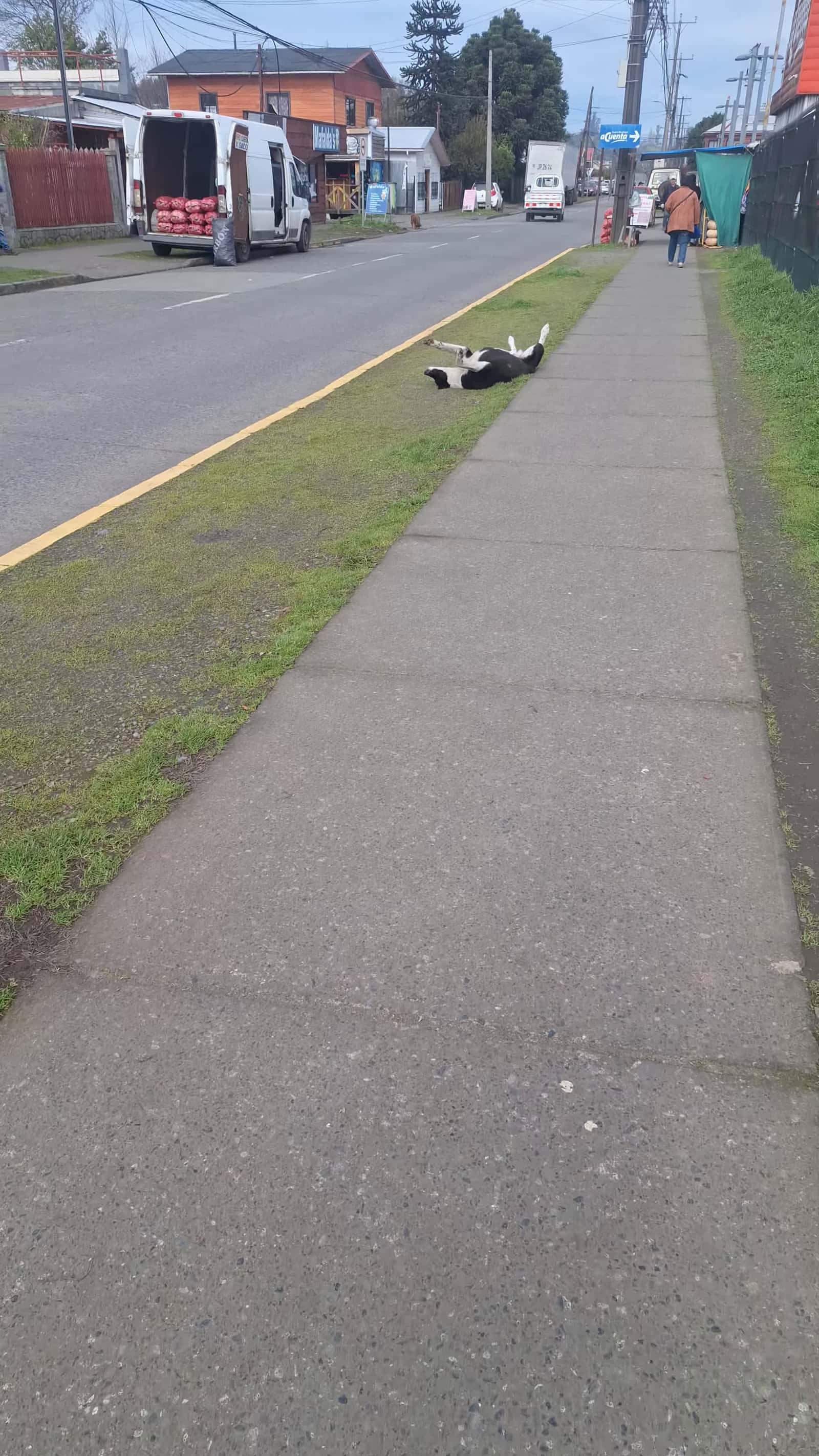 Cover for #OddlySatisfying Cozy Dog Sleeps on Street with Paws Raised.