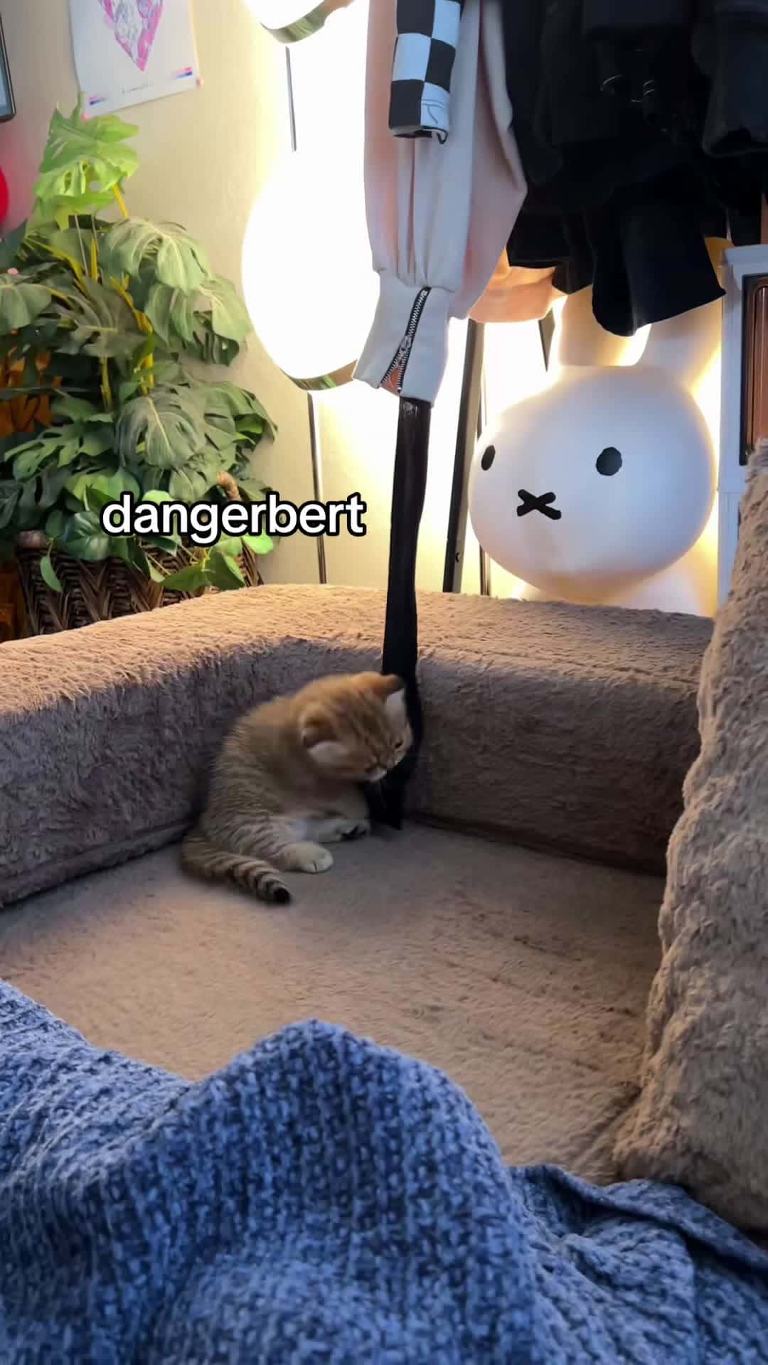 Cover for doob has a cold this week so heres a baby vid #fypppppppppppppppppppp...