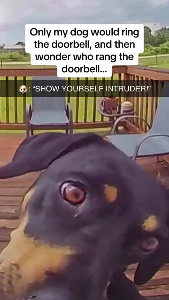 Cover for The dog rang the doorbell foryou cute dog funny fyp funnyvideo 00010 #trend