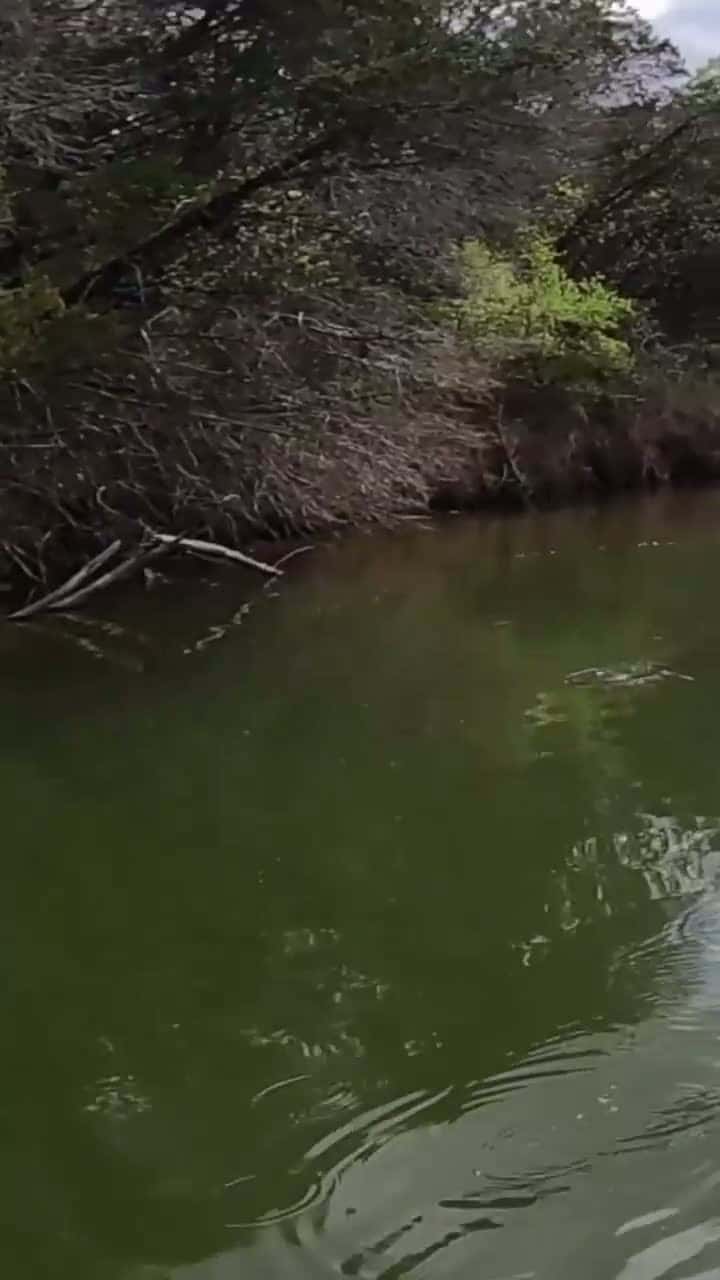 Cover for BEST way to rig the GILLY! #berkleygilly #fishing #bassfishing #outdoors #girlswhofish #fun #fyp #foryou #viral #viralvideo #trending 