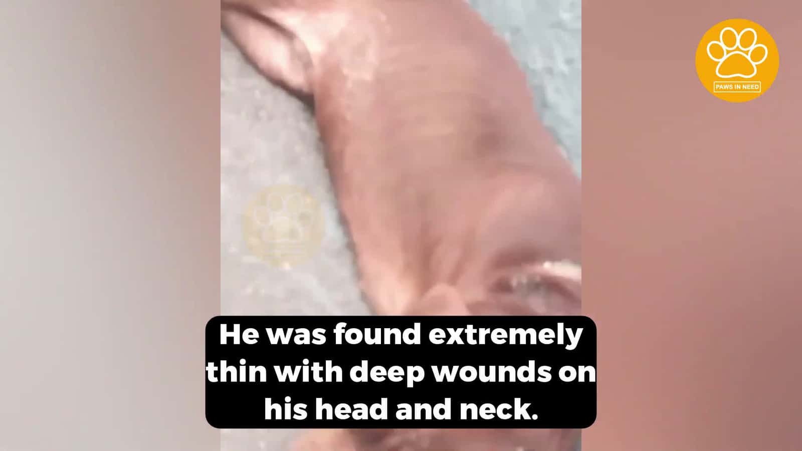Cover for He Was Found Malnourished and Terrified Alone Hiding in a Trash Heap