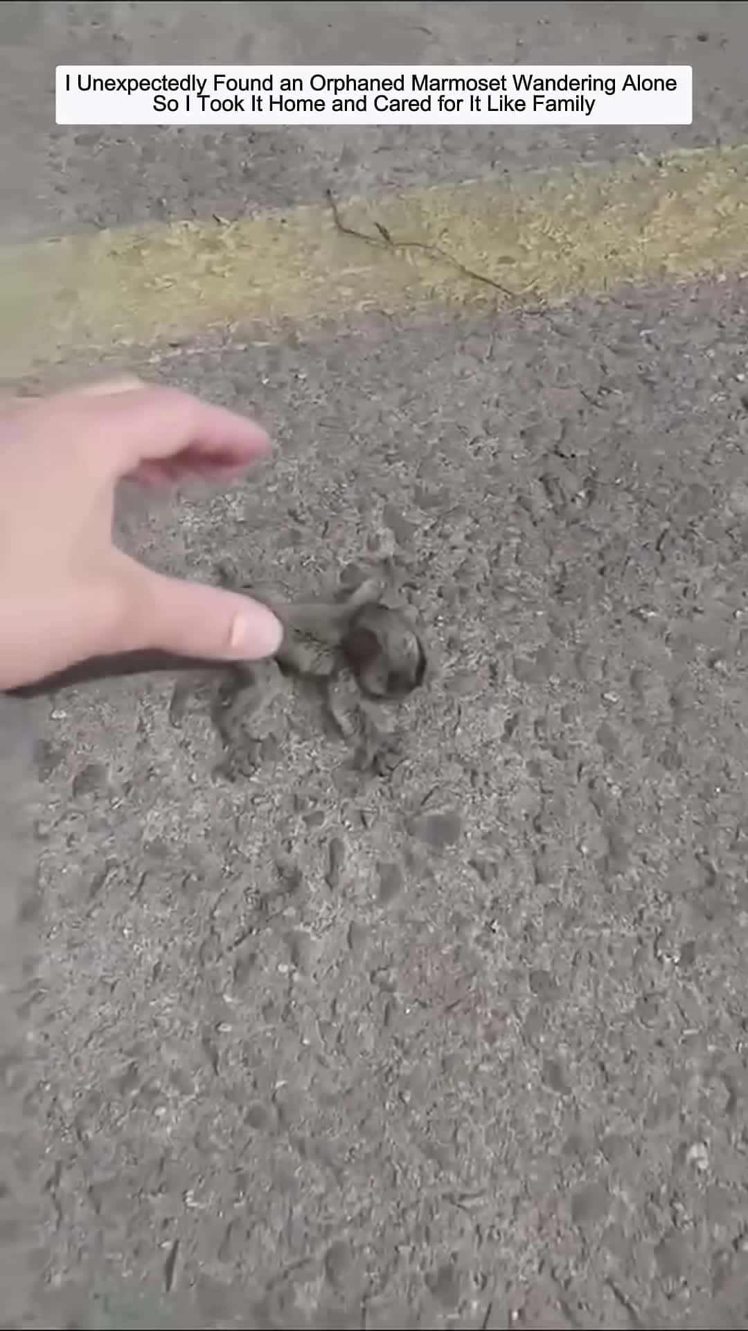 Cover for Man Rescues Orphaned Marmoset Wandering the Street then