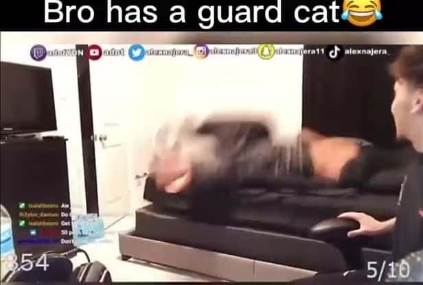 Cover for THAT CAT ISN’T PLAYING GAMES WITH THEM🤣🤣🤣🤣🤣😂😂😂😂😂😂 #wow #unexpected #comedy #explore #explorepage #fyp* #fyp #foryou #funny #foryoupage#instagram #instagood #meme #memes #reels #scoopz #shorts #trending #tiktok #usa #viral #viralvideo #video #viralvideos #lol #humor #funnymemes #comedy #funnyvideos #funny #entertainment #fypシ
