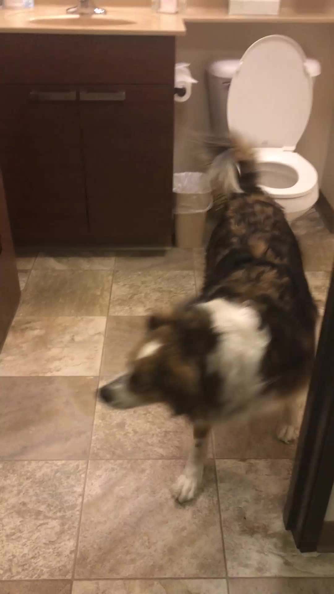 Cover for Sweetie see her reflection! 🤣🤣🤣