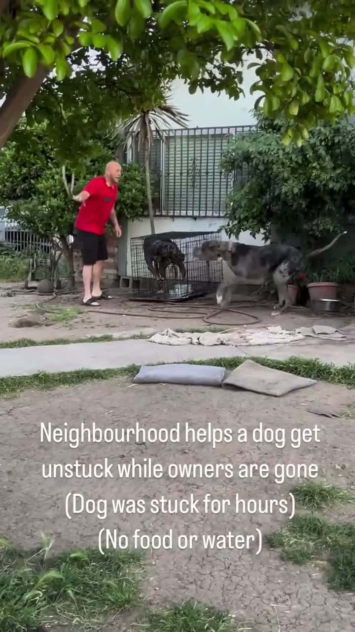 Cover for #caughtoncamera               Neighbourhood helps a dog  🐶😳😱🤯.                         #fyp #viralvideo #foryoupage #shorts #foryou #trending #video   #viral #videoviral #fypage #wtf #dogs #pets #pet #animals #wow #prayer #firstvideochallenge