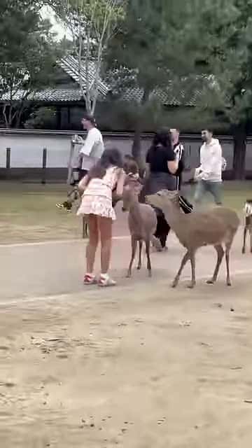 Cover for Wow Girl Tourist Enjoys Cherry Blossom with Nara Baby Deer osaka to nara deer park 76662 #trend
