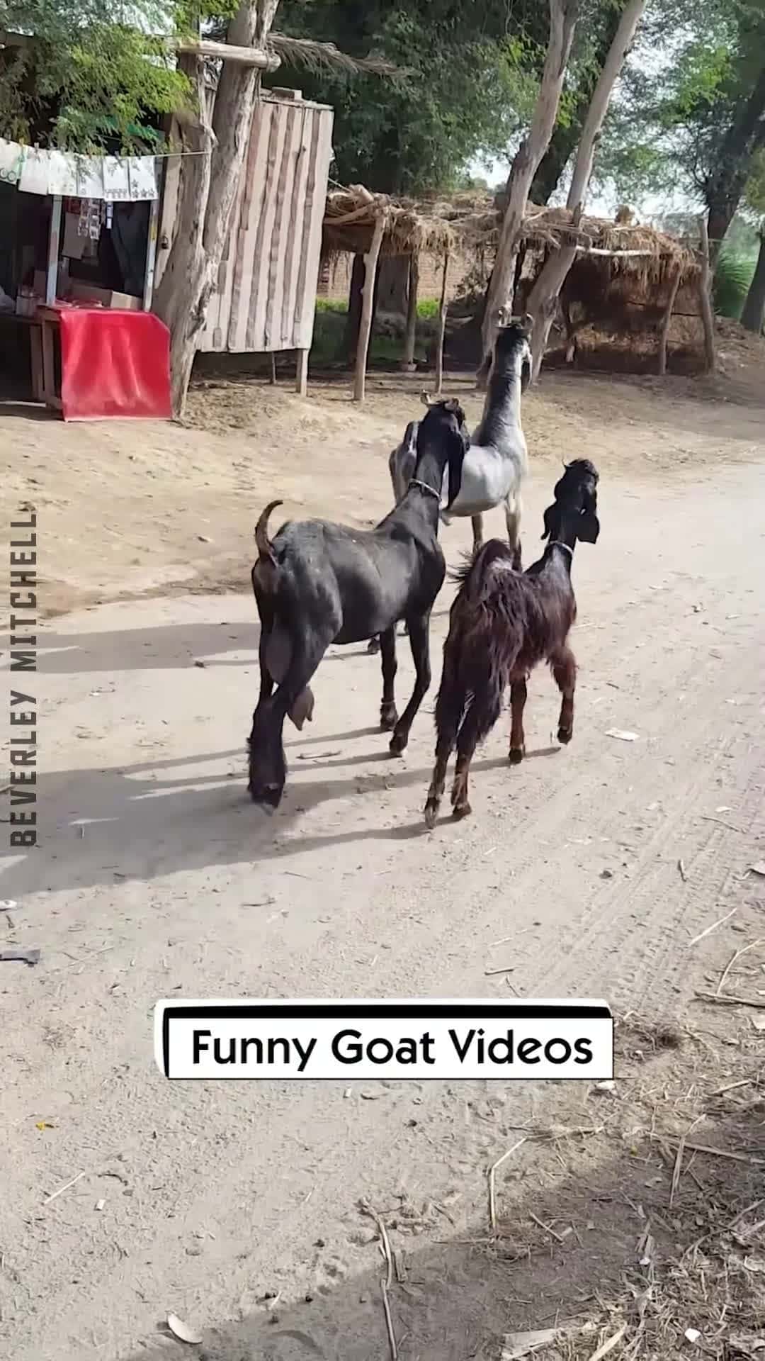 Cover for Funny Goat Videos