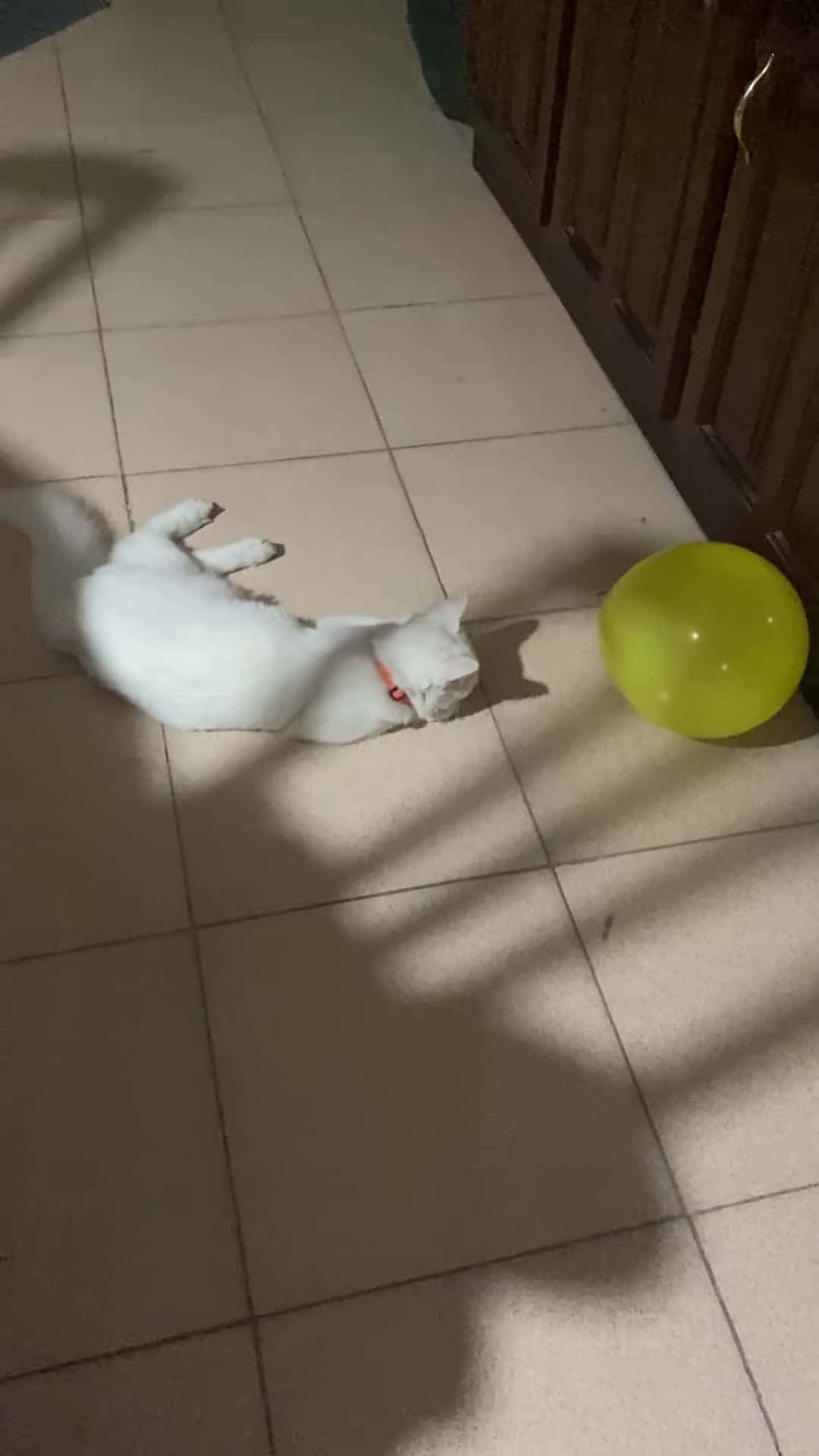 Cover for #CaughtOnCamera Cat Startled by Balloon Popping Out During Play.