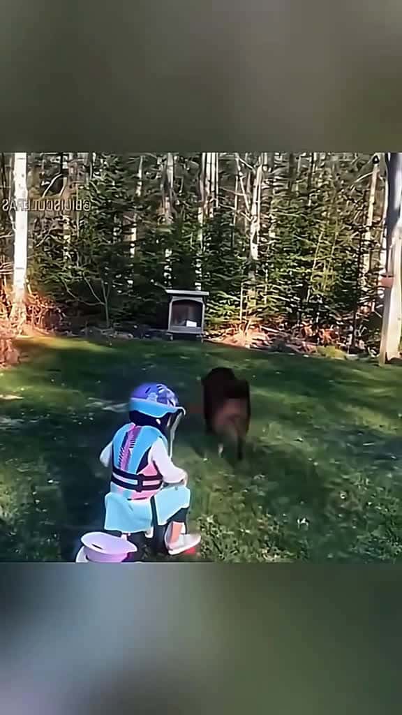 Cover for Dog and ball funny dog funnyvideo foryou dogs 89950 #shortvideos