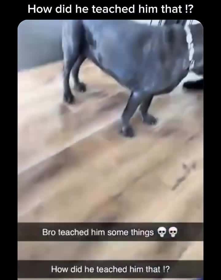 Cover for OWNER TAUGHT DOG TO FART ON COMMAND🤣🤣🤣😂😂😂  #wow #unexpected #comedy #explore #explorepage #fyp* #fyp #foryou #funny #foryoupage#instagram #instagood #meme #memes #reels #scoopz #shorts #trending #tiktok #usa #viral #viralvideo #video #viralvideos #lol #humor #funnymemes #comedy #funnyvideos #funny #entertainment #fypシ 		#TooFunnyToScroll