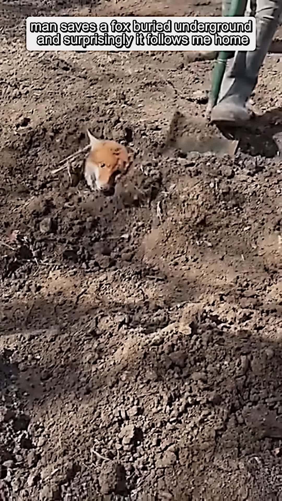 Cover for man saves a fox buried underground and surprisingly it follows me home animalshorts