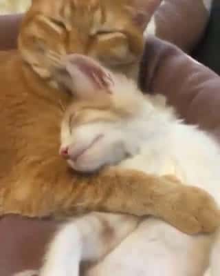 Cover for Cute Kitten Video Compilation Everyone needs a cuddle #funnyanimals #funnypetsvideo #animallovers #dogsshow #amazinvideo #dogs #kittens #funnyvideo #trynottolaugh 1