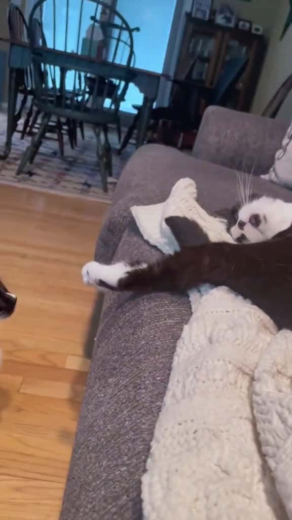 Cover for When your cat knows they did something shady cat cats catlover catsoftiktok fyp 46826 #us