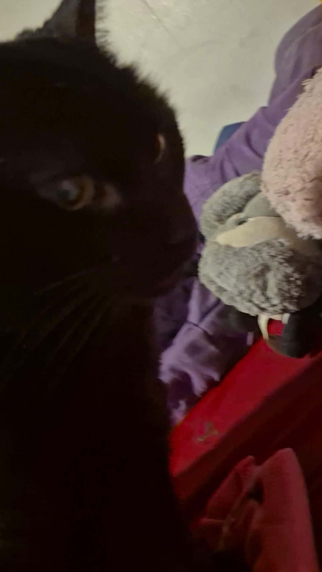 Cover for What my cat sometimes sleeps to