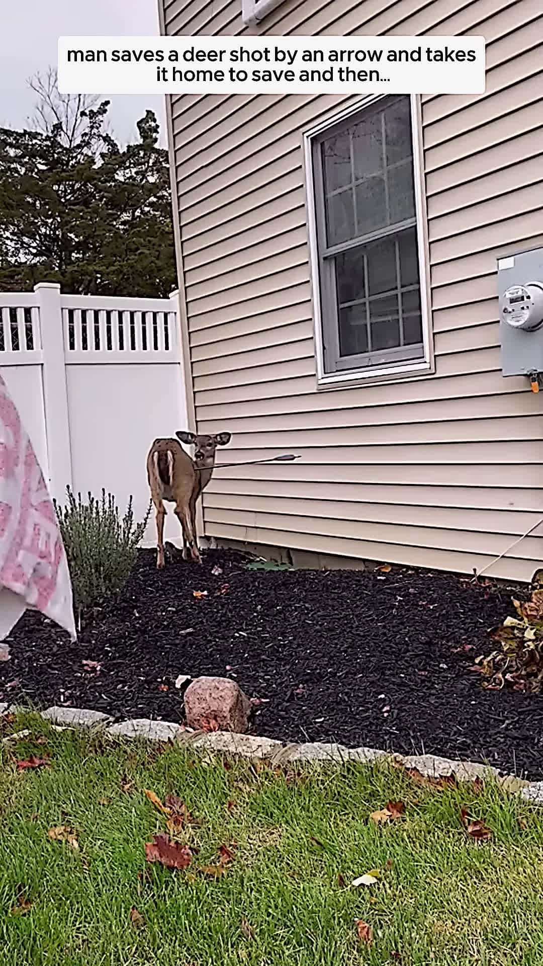 Cover for Man Saves Wounded Deer and Takes It Home A Beautiful Act of Kindness animalshorts