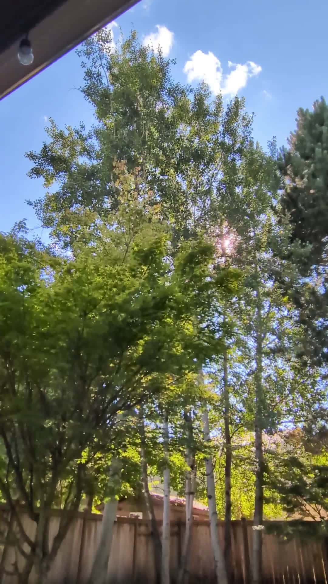 Cover for Birches swaying in a gentle breeze — a calming nature moment 🍃🌬️ #BirchTrees #NatureLovers #CalmVibes #TreeSway #NatureBeauty