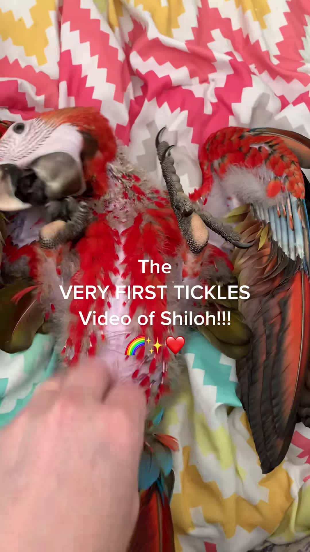 Cover for You could see her spiciness right from the beginning😍😍😍 #shilohthecaprimacaw #macawsoftiktok #parrotsoftiktok