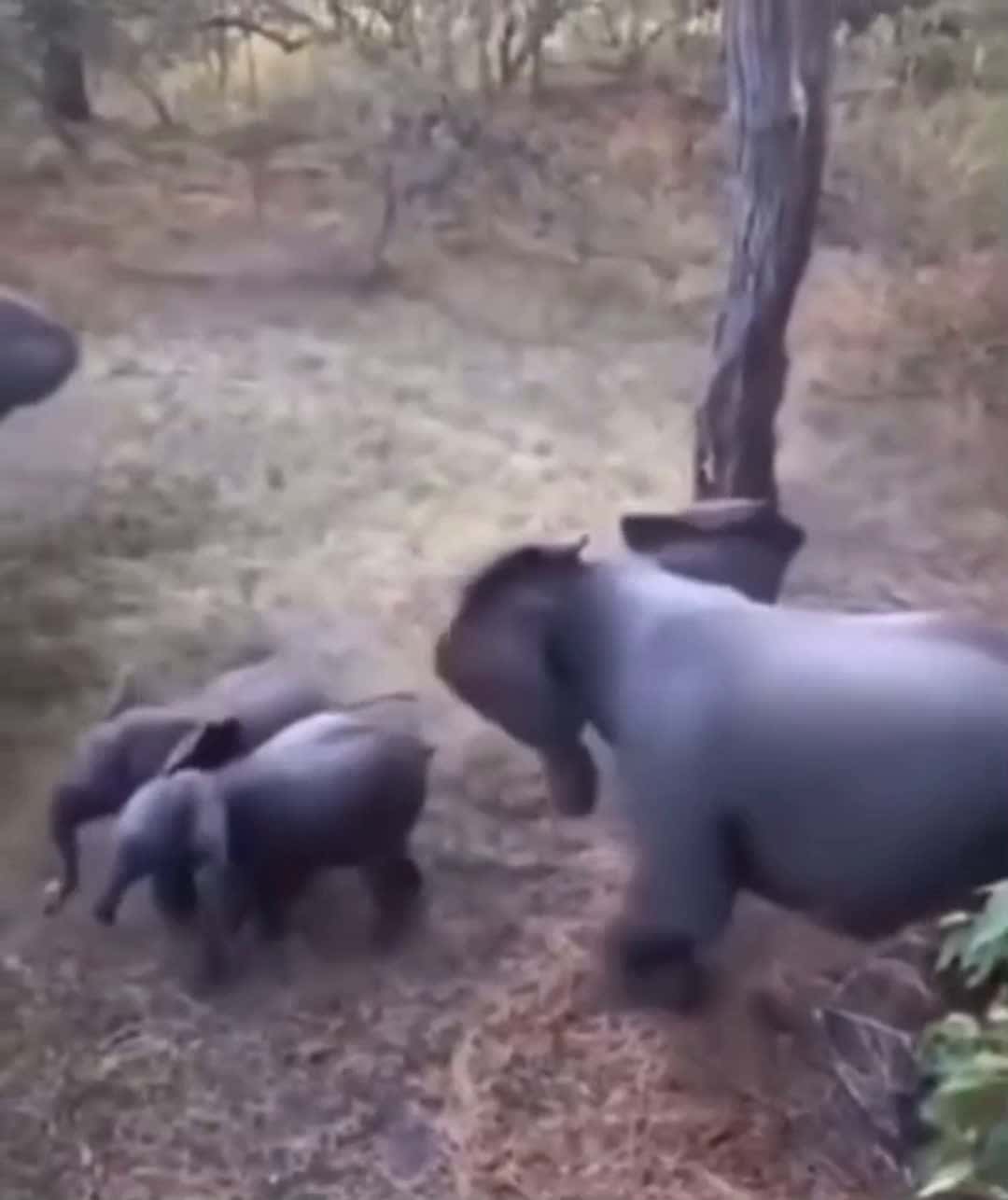 Cover for Elephant protecting their babies  #animals  #elephant  #babyelephant  #family  #protection 