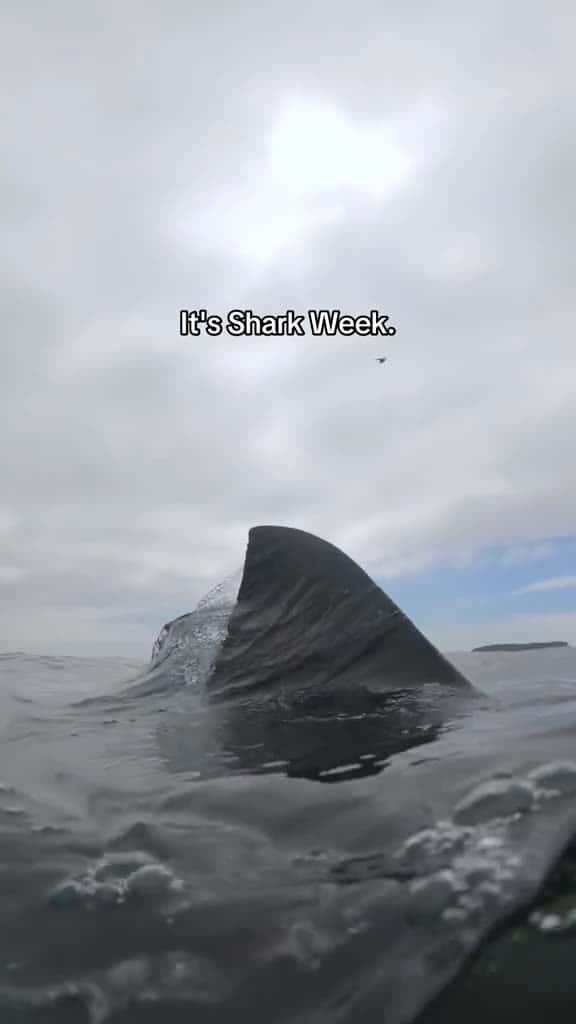 Cover for A fin-tastic intro from @mikecoots 🦈 #gopro #sharkweek #underwaterphotography #shark #greatwhite #sharktok #sharkencounter