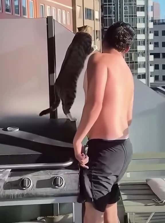 Cover for Cats like to watch the action cat funnycat cats funnyvideos fyp 37166 #nicevideo