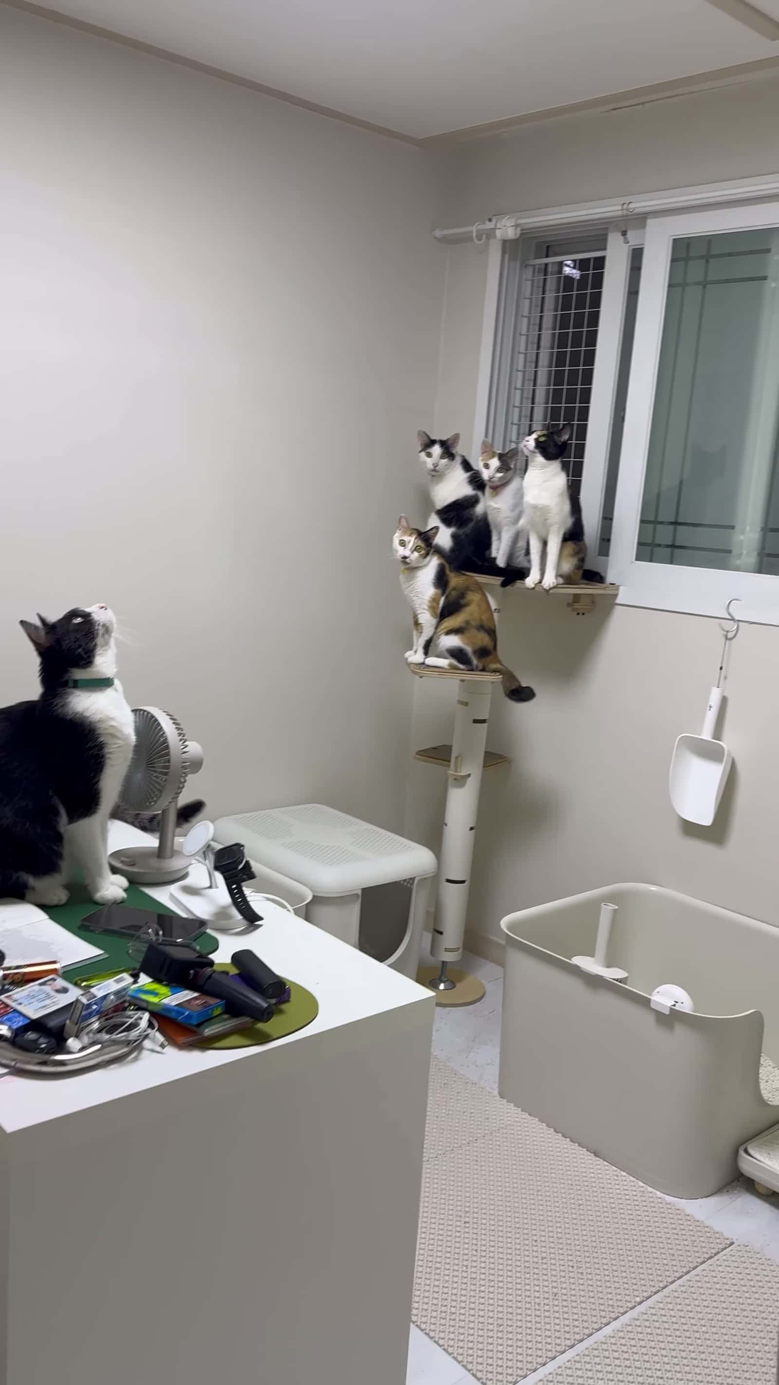 Cover for #FirstVideoChallenge Cats Summon Human Butler to Catch Flying Bug.