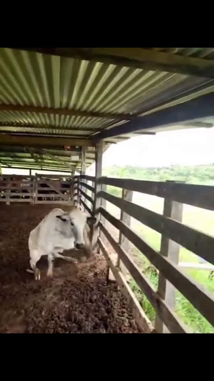 Cover for 😂😂😂🤣  #funny #funnyvideos #fyp #trending #scoopz