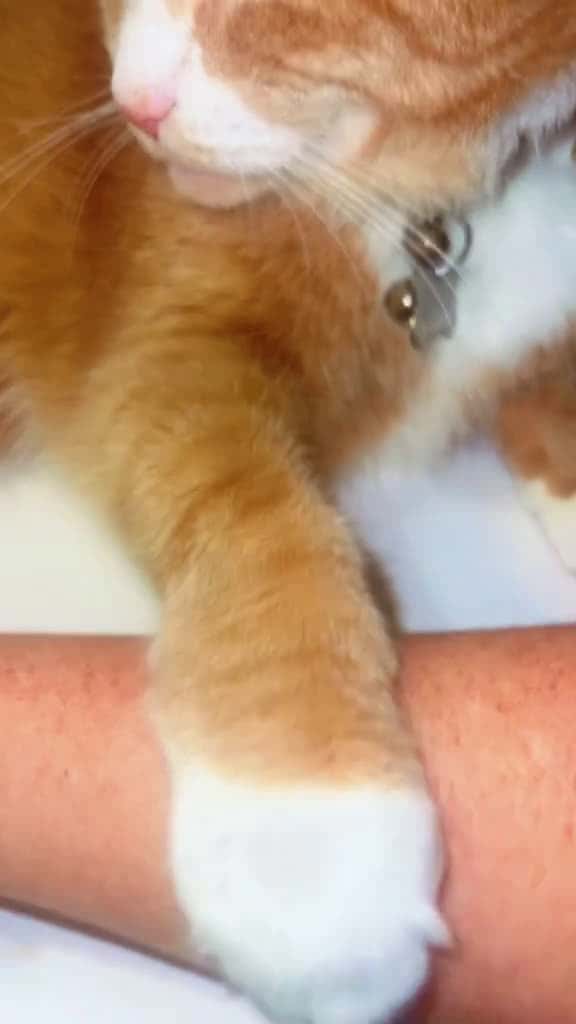 Cover for When Oliver wants attention, he will sit on whatever you’re trying to do which I’m trying to make PR videos he says nope it’s time for snuggles with him so I guess my PR is gonna have to wait until tomorrow XOXO because when th...