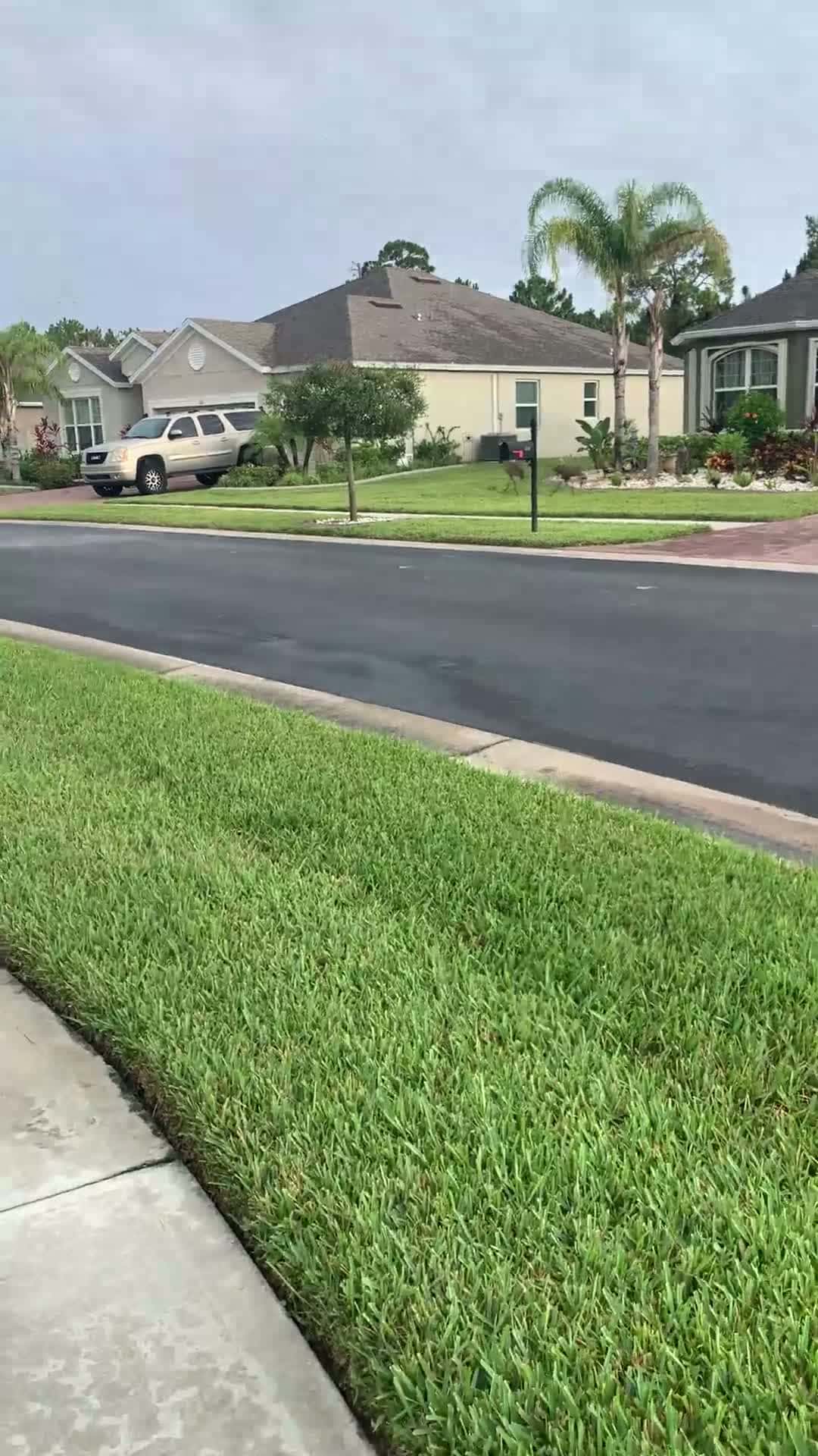 Cover for Me and Zeus🐾🐕‍🦺saw the cutest Sandhills Cranes 🏗️ baby at play and waddled all around so adorable 🥰 please 🙏🏾 be mindful 🧘‍♀️ of your speed throughout the neighborhood 🌺🖤🌺🥺🙏🏾