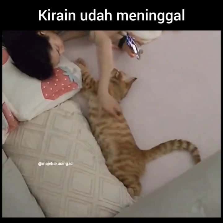 Cover for Bikin panik aja lu tong Credit unknown (Dm for creditremoval) #kucing #kucinglucu #kucinglovers #videokucing #kucingmanja #kucingku #kucingindonesia #kucingkampung #kucingcome