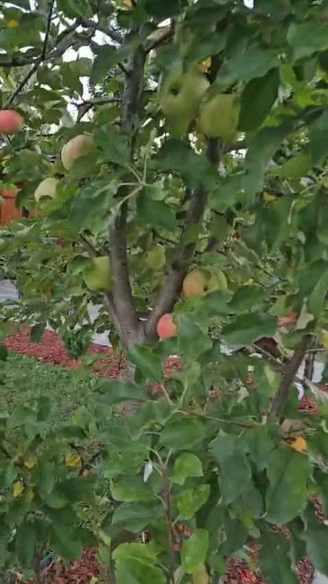 Cover for The apples are ripening! 