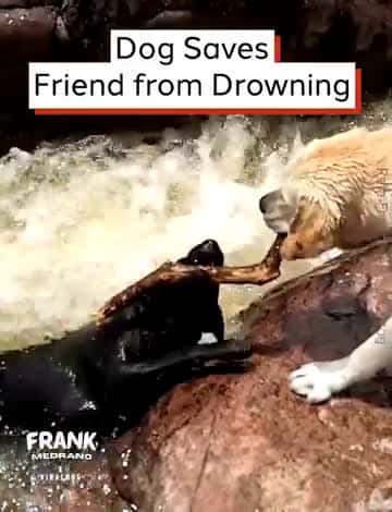 Cover for Dog Saves Friend from Drowning