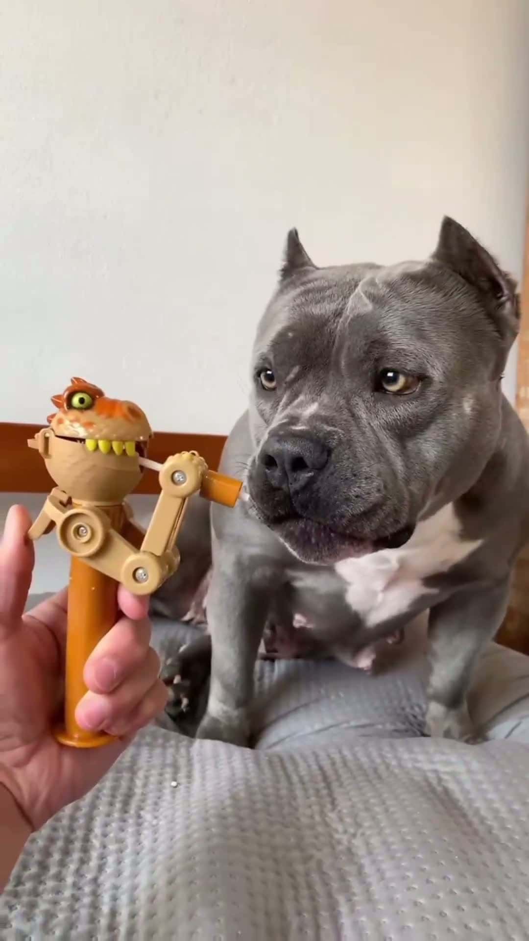 Cover for The end 😂😂 #pet #cat #dog #animals #funnyvideos #funnyhai19 #foryou #fyp #LearnOnTikTok#furryfriends