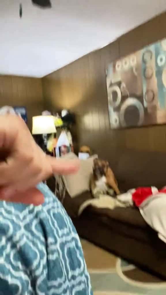 Cover for They seriously get what their owner is saying. fyp dog dogs doglover dogsoftiktok 02487 #trending