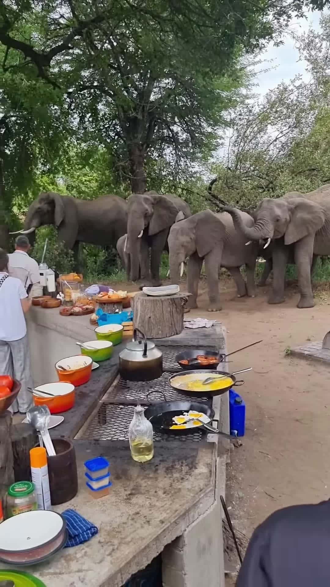 Cover for #CaughtOnCamera Elephants Join Guests for Breakfast at Safari Lodge.