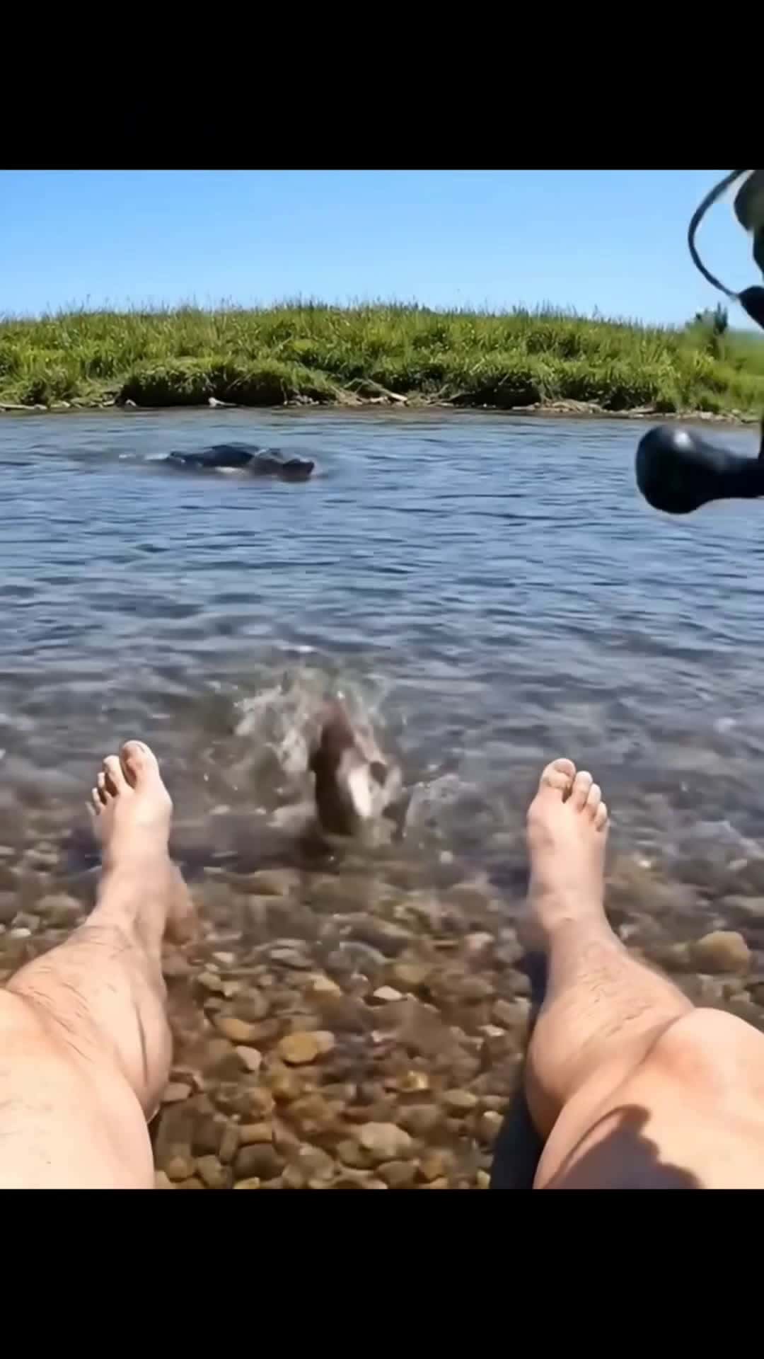 Cover for Wait for it 😲 🤣  #funnyvideos  #wildlife  #animals  #ai #FirstVideoChallenge
