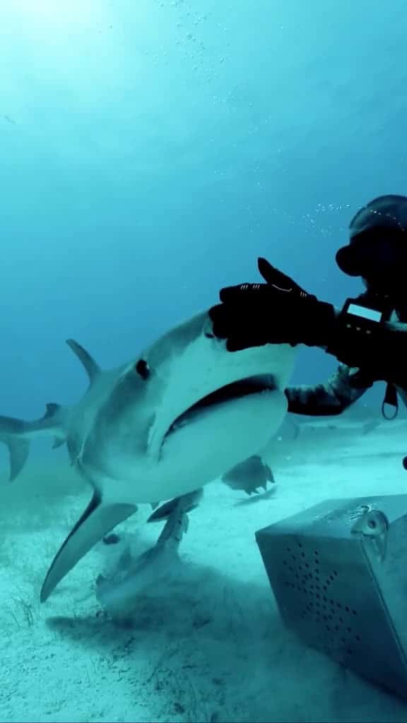 Cover for sharksharkssharkesharkseaoceanfishmarinelifeforyoupagefypforyoutiktokdive 16302 #trendingscoopz