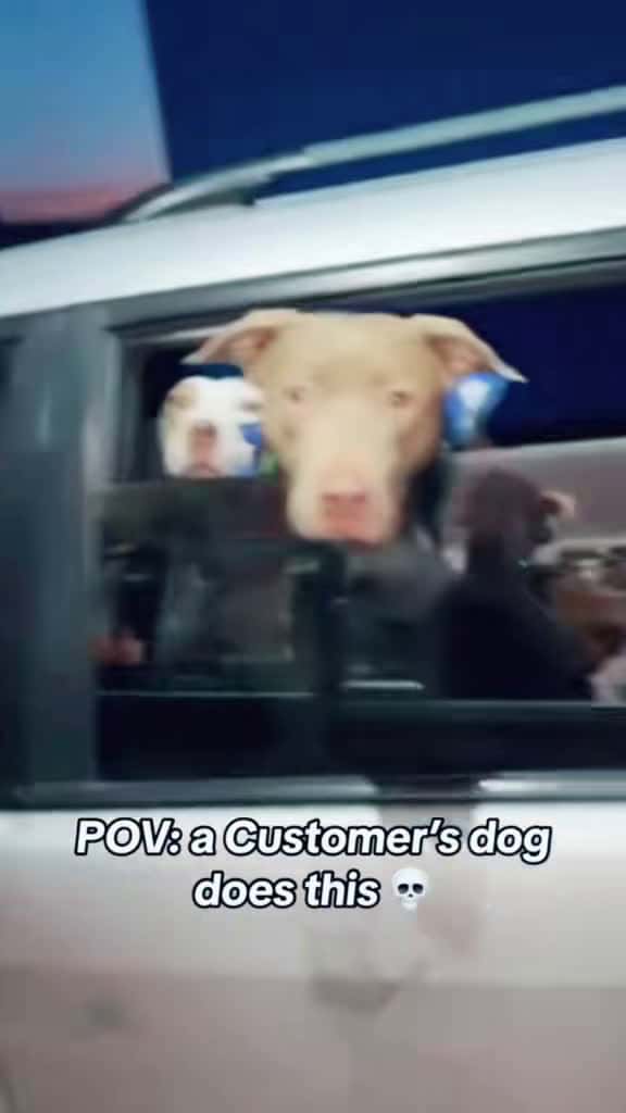 Cover for He said I don’t my owner  #dog  #drivethru  #fyp  #reaction